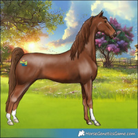 Horse Color:Chestnut 