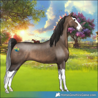 Horse Color:Brown Dun Splash 