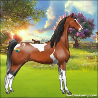 Horse Color:Bay Splash Tobiano Appaloosa 