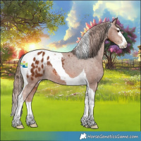 Horse Color:Chestnut Splash Tobiano Appaloosa 