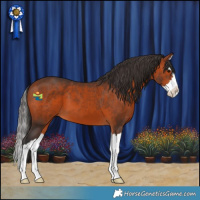 Horse Color:Bay Splash 