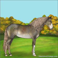 Horse Color:Chocolate Palomino 