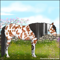 Horse Color:Brown Appaloosa