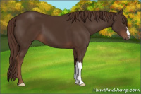 Horse Color:Liver Chestnut 