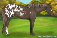 Horse Color:Chocolate Palomino Near Leopard 