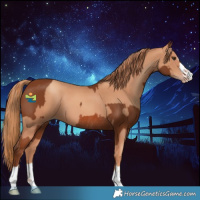 Horse Color:Chestnut Rabicano  and Gold Champagne 