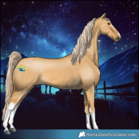 Horse Color:White Spotted Palomino Dun 