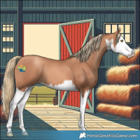 Horse Color:White Spotted Gold Champagne Splash 
