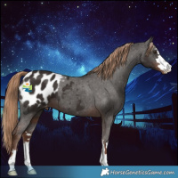 Horse Color:Liver Chestnut Appaloosa 