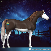 Horse Color:Liver Chestnut Splash 