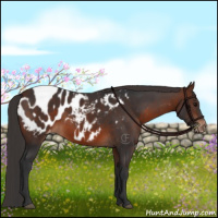 Horse Color:Brown Appaloosa 