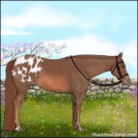 Horse Color:Chestnut Appaloosa