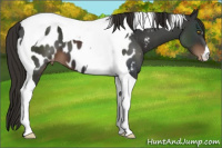 Horse Color:Liver Chestnut Tobiano Appaloosa