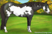 Horse Color:Liver Chestnut Frame