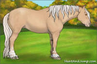 Horse Color:Silver Classic Champagne Sabino 