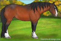Horse Color:Bay Sabino 