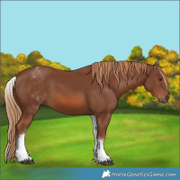 Horse Color:White Spotted Chestnut 