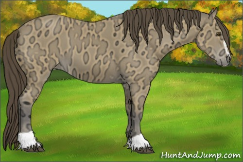 Horse Color:Buckskin Ice Sabino 