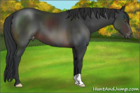 Horse Color:Brown Appaloosa