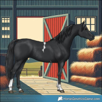 Horse Color:Black Tobiano Rabicano 