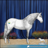 Horse Color:Gray Black Rabicano 