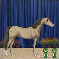 Horse Color:Classic Cream Champagne Rabicano 
