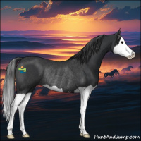 Horse Color:Black Splash Rabicano 