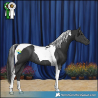 Horse Color:Black Tobiano Rabicano 