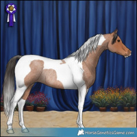 Horse Color:Bay Roan Tobiano Rabicano