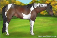 Horse Color:Brown Tobiano