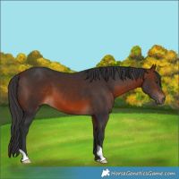Horse Color:Brown 