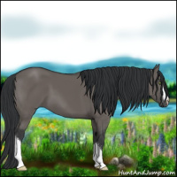 Horse Color:Grullo