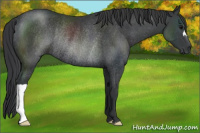 Horse Color:Black Rabicano 