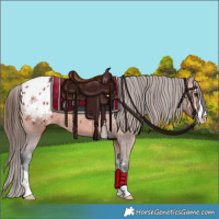 Horse Color:Bay Appaloosa 