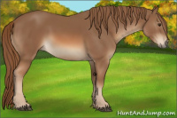 Horse Color:Chestnut Sabino 