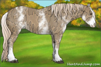 Horse Color:White Spotted Palomino Ice Tobiano 