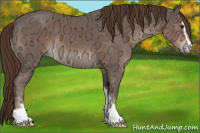 Horse Color:Liver Chestnut Ice Sabino 