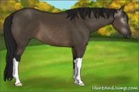 Horse Color:Gray Brown Dun 