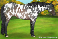 Horse Color:Brown Roan Appaloosa Rabicano 