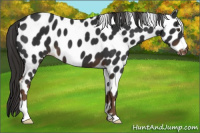 Horse Color:Liver Chestnut Leopard 