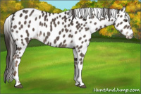 Horse Color:Liver Chestnut Appaloosa 