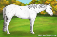 Horse Color:White Spotted Liver Chestnut Splash