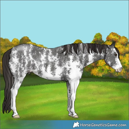 Horse Color:Liver Chestnut Sabino