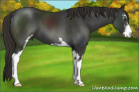 Horse Color:Liver Chestnut Sabino 