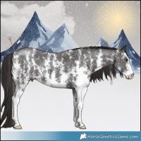 Horse Color:Liver Chestnut Sabino