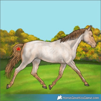 Horse Color:Red Roan Pearl 