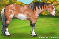 Horse Color:White Spotted Bay Sabino Frame 
