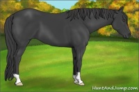 Horse Color:Smoky Black