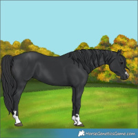 Horse Color:Black 