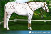 Horse Color:Chestnut Sabino Splash Near Leopard Rabicano 